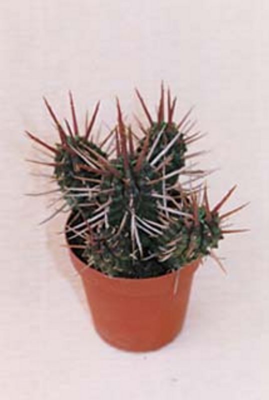 Euphorbia Ferox.jpg